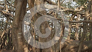 trunk of a banyan tree in a park in India