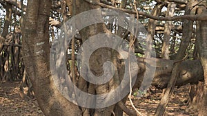 trunk of a banyan tree in a park in India