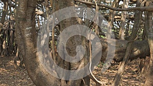 trunk of a banyan tree in a park in India