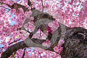 Trunk and bark of Japanese sakura tree with blooming flowers. Close up view of Sakura blossom. Lots of tender pink petals of