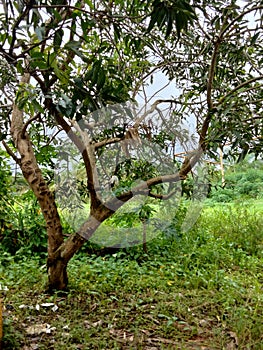 The trunk of a beautiful MANGO tree