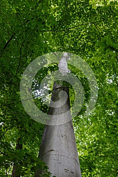 Trunk of beech tree in the park