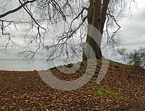 Trunk of beech tree with uncovered tree roots in a nature reserve