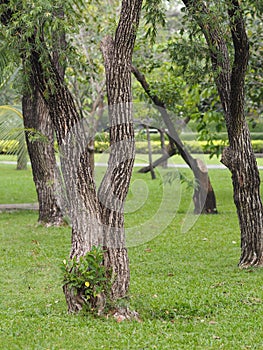 Large Trunk Big tree Bark rough texture