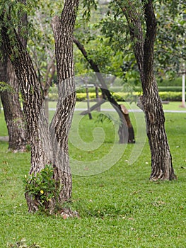 Large Trunk Big tree Bark rough texture
