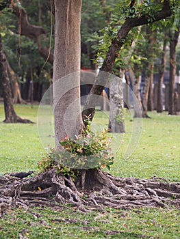 Large Trunk Big tree Bark rough texture