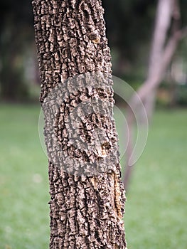 Large Trunk Big tree Bark rough texture