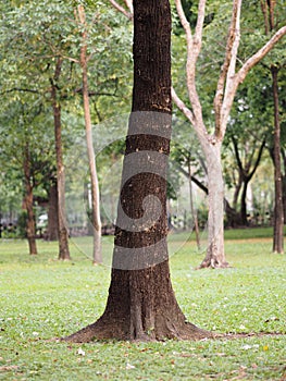 Large Trunk Big tree Bark rough texture