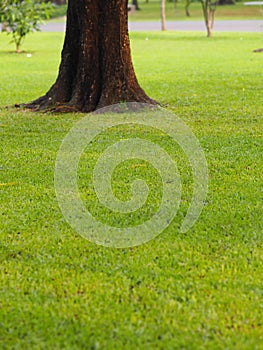 Large Trunk Big tree Bark rough texture grass