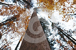 Trunk of big tree in forest