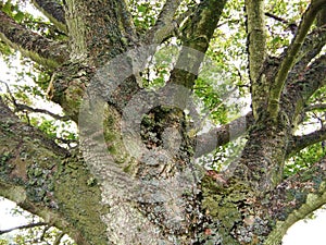 Trunk of big tree