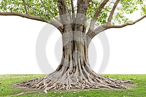 Kufr a velký strom kořeny šíření ven krásný v tropy. z péče a ekologický ochrana 