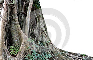 Trunk and big tree roots spreading out beautiful in the tropics. The concept of care and environmental protection