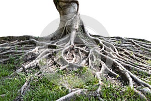 Maleta a el gran un árbol raíces extensión afuera hermoso en zona tropical. de cuidado a ecológico proteccion 