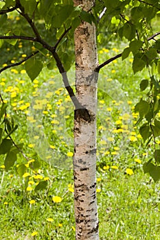 trunk birch spring