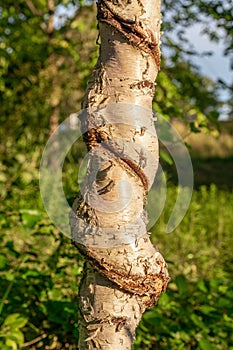 Trunk from a birch tree twisted and malformed