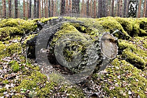 Birch trunk in the forest