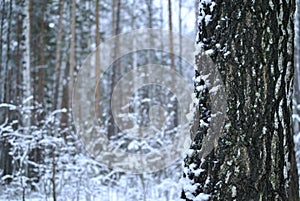 Trunk of a birch tree in winter