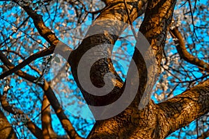 Trunk of blooming apple tree with white flowers. Spring blossom. Blue sky background. Embossed orange brown bark in warm light