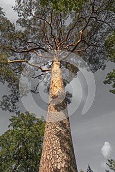 Trunk and branches of a huge pine tree