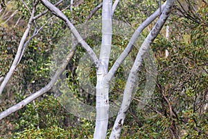 The trunk and branches of a large Gum Tree in regional Australia