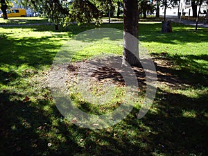 The trunk and branches of an old fir tree in a city park. The shadow of the tree emphasizes the coolness of the early morning. In