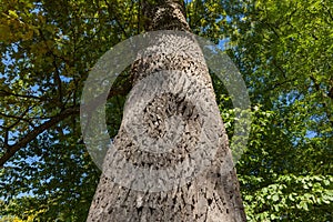 Trunk and branches of old white oak, bottom up view