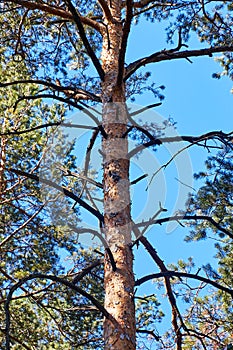 trunk and branches of a pine tree