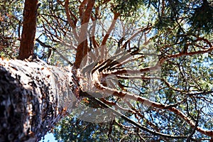 trunk and branches of a pine tree