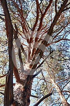 trunk and branches of a pine tree