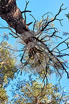 trunk and branches of a pine tree