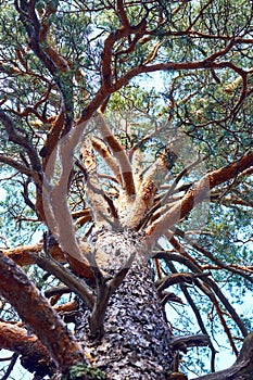 trunk and branches of a pine tree