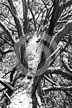 trunk and branches of a pine tree