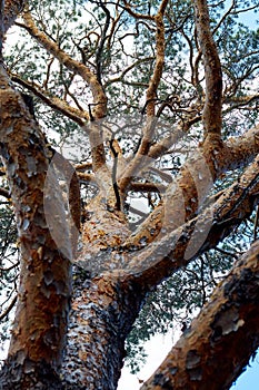 trunk and branches of a pine tree