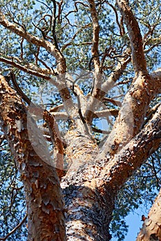 trunk and branches of a pine tree