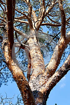 trunk and branches of a pine tree