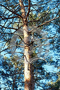 trunk and branches of a pine tree