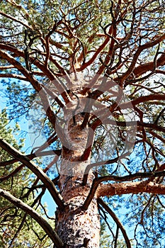 trunk and branches of a pine tree