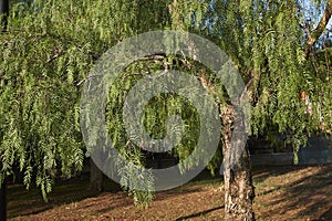 Trunk and branches of Schinus molle tree