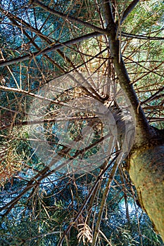 Spruce Tree Looking Up From Below