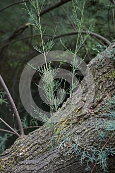 Trunk with branches of Tamarix gallica