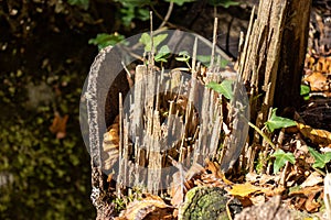 trunk of a broken tree in the forest close up