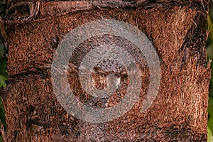 trunk of the buriti palm tree photo