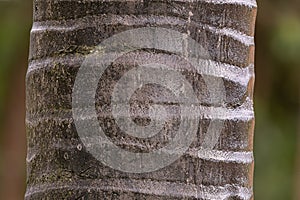 trunk of the buriti palm tree photo