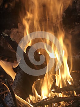 Trunk burning in the fire photo