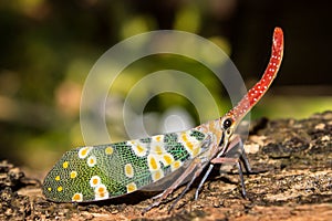 Trunk butterfly