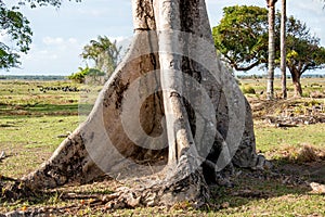 Trunk of a Ceiba Tree