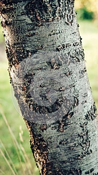 Trunk of a cherry tree on a background of green grass