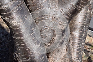 Trunk of cherry trees