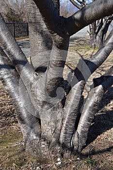 Trunk of cherry trees